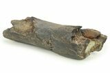 Fossil Dinosaur Limb Bone Section - Judith River Formation #265987-1